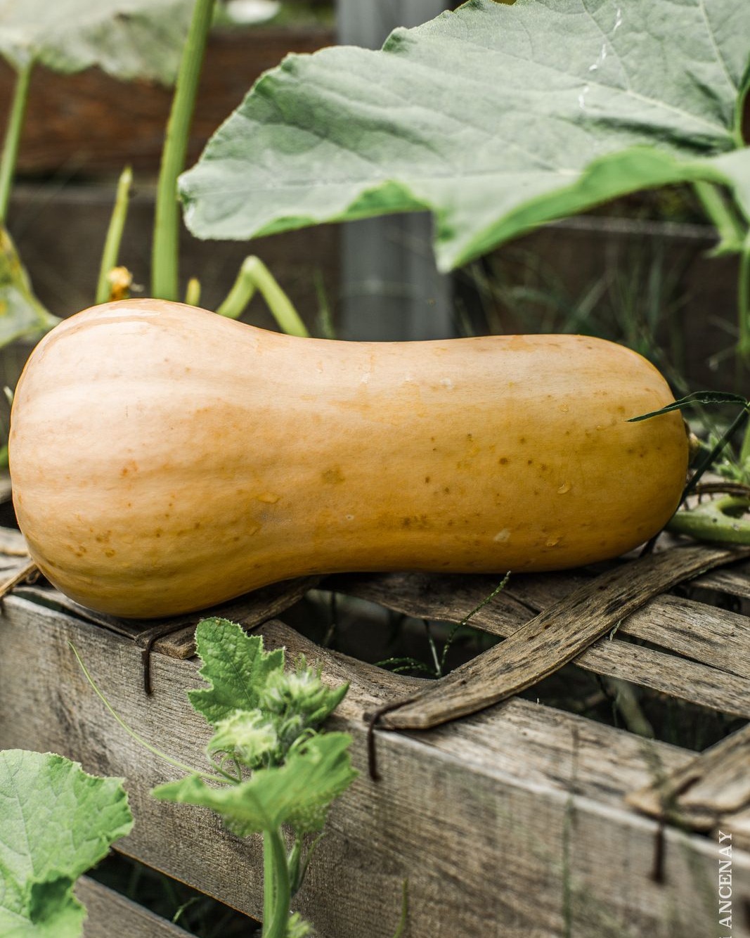 butternut.jpg